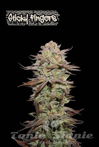 Sticky Fingers Auto - SEED STOCKERS