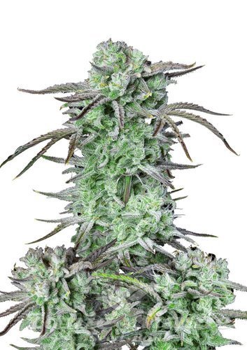 Nasiona Marihuany Strawberry Banana Auto - FASTBUDS