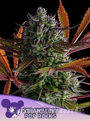 Nasiona Marihuany Strawberry Pop Rocks - ANESIA SEEDS