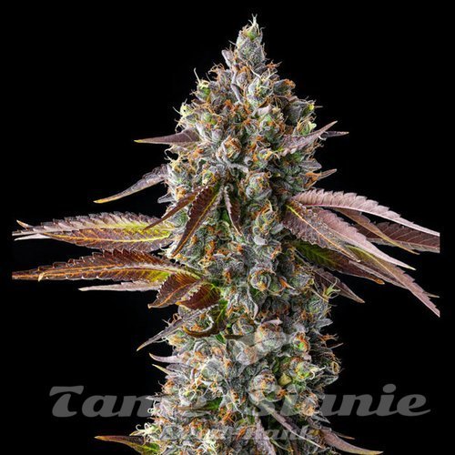 Strawberry Skrilla - COMPOUND GENETICS