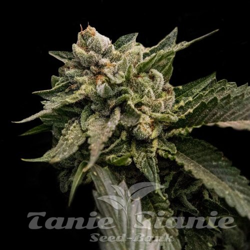 Nasiona Marihuany Strawberry Sorbet - DNA GENETICS