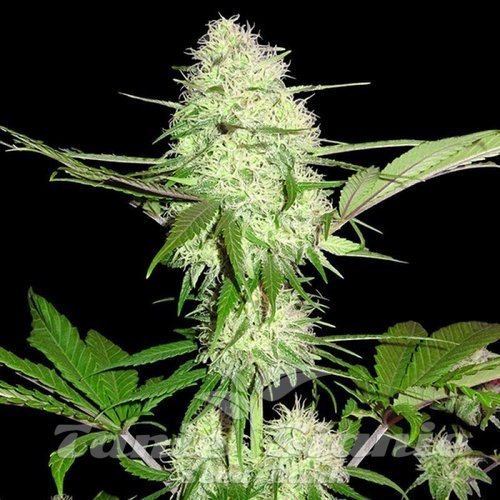Nasiona Marihuany Silver Buddha Haze - SUMO SEEDS