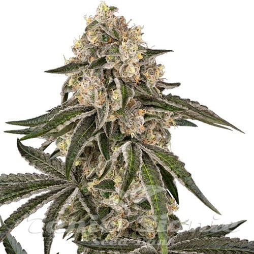Nasiona Marihuany Sunset Peach - SENSI SEEDS