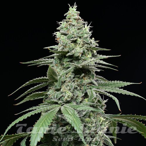 Sunset Pie - COOKIES SEEDS