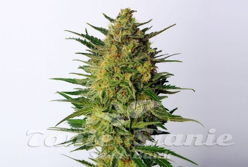 Nasiona Marihuany Super AK - KANNABIA SEED