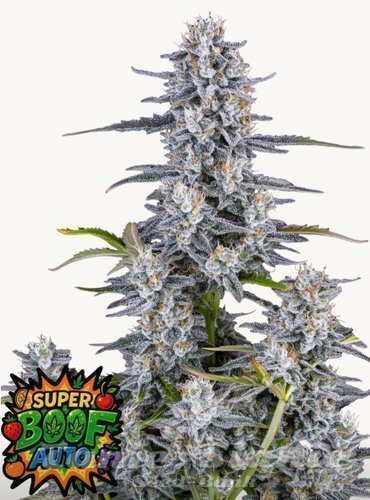 Nasiona Marihuany Super Boof Auto - FASTBUDS