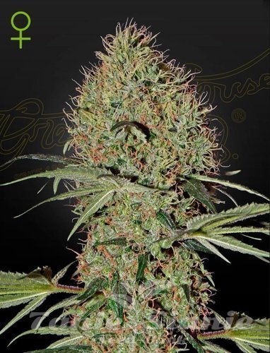 Nasiona Marihuany Super Bud Autoflowering - GREEN HOUSE SEEDS