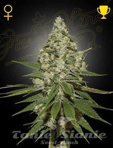 Nasiona Marihuany Super Lemon Haze - GREEN HOUSE SEEDS