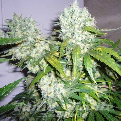 Super Skunk
