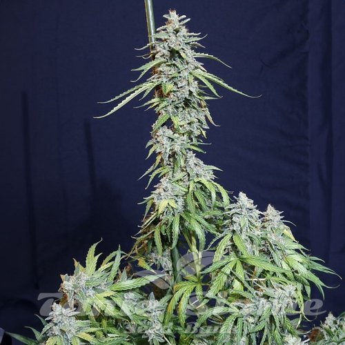 Nasiona Marihuany Super Watermelon Auto - EVA SEEDS