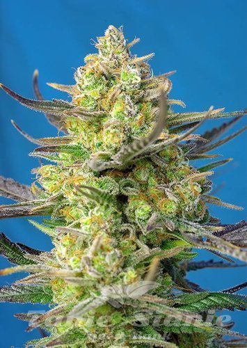 Nasiona Marihuany Sweet Cheese XL Auto - SWEET SEEDS