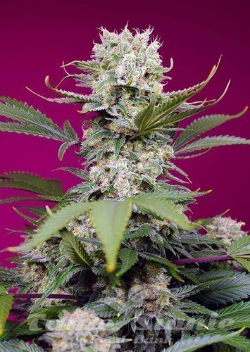 Nasiona Marihuany Sweet Mandarine Zkittlez XL Auto - SWEET SEEDS