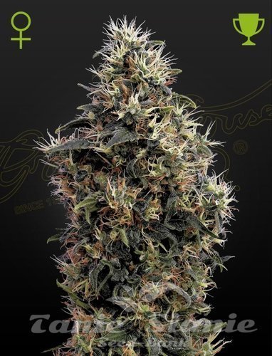Nasiona Marihuany Sweet Mango Auto - GREEN HOUSE SEEDS