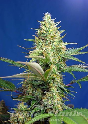 Nasiona Marihuany Sweet Pure Auto CBD - SWEET SEEDS