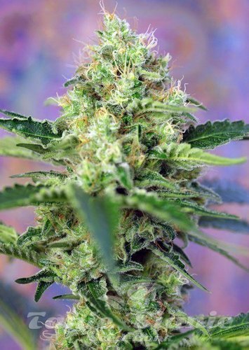 Nasiona Marihuany Crystal Candy - SWEET SEEDS