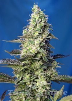 Nasiona Marihuany Green Poison XL Auto - SWEET SEEDS