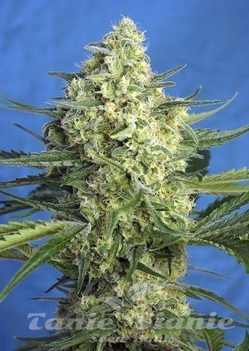 Nasiona Marihuany Jack 47 XL Auto - SWEET SEEDS