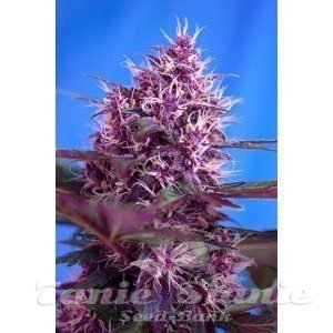 Nasiona Marihuany Red Poison Auto - SWEET SEEDS