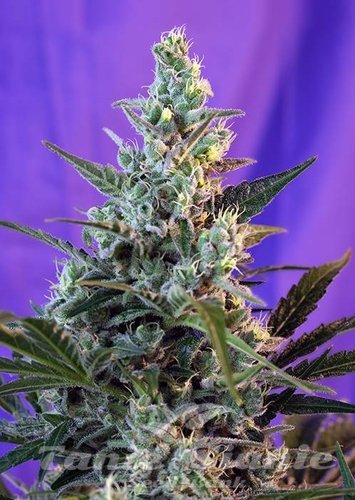 Nasiona Marihuany Sweet Skunk Fast Version - SWEET SEEDS