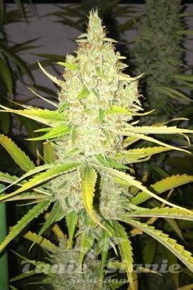 Nasiona Marihuany Chicle AKA Bubbledawg - T.H. SEEDS