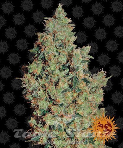 Nasiona Marihuany Tangerine Dream - BARNEY’S FARM