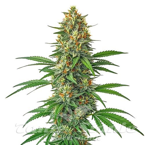 Tangie Auto - BLIMBURN SEEDS