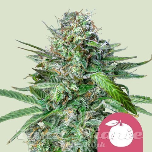 Nasiona Marihuany Tangie - ROYAL QUEEN SEEDS