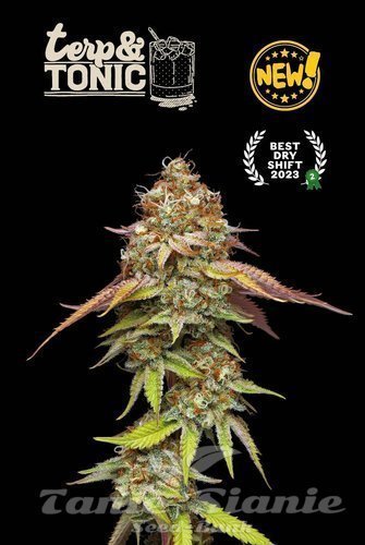 Terp & Tonic - SEED STOCKERS