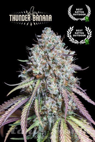 Thunder Banana - SEED STOCKERS