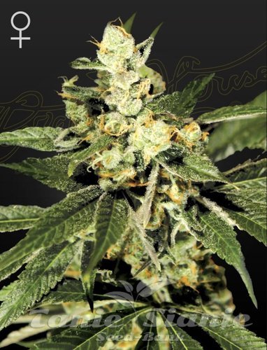 Nasiona Marihuany Train Wreck - GREEN HOUSE SEEDS