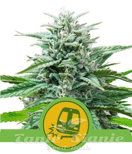 Nasiona Marihuany Trainwreck Auto - ROYAL QUEEN SEEDS