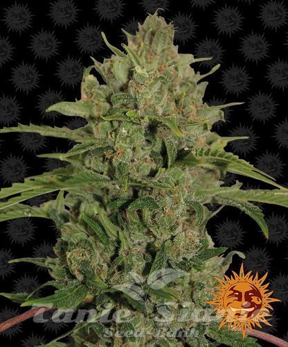 Nasiona Marihuany Triple Cheese - BARNEY'S FARM