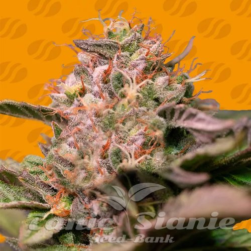 Nasiona Marihuany Trop Cherry - ORIGINAL SENSIBLE SEEDS