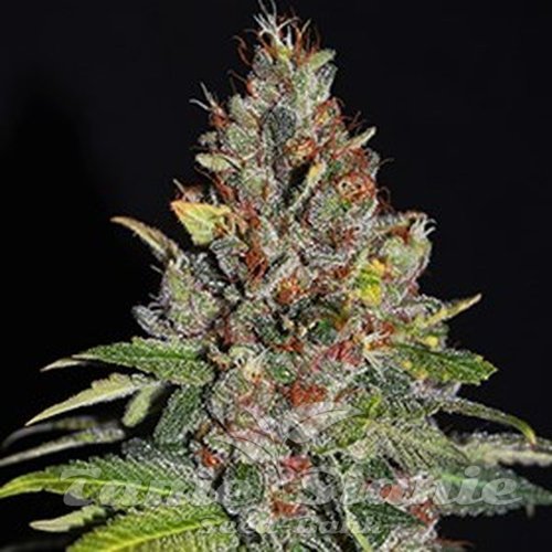 Nasiona Marihuany Tropical Punch - G13 LABS