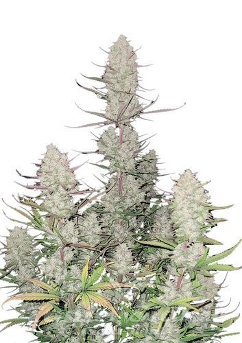 Nasiona Marihuany Tropicana Cookies Auto - FASTBUDS