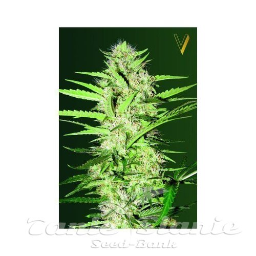 Nasiona Marihuany Auto Cheese - Victory Seeds