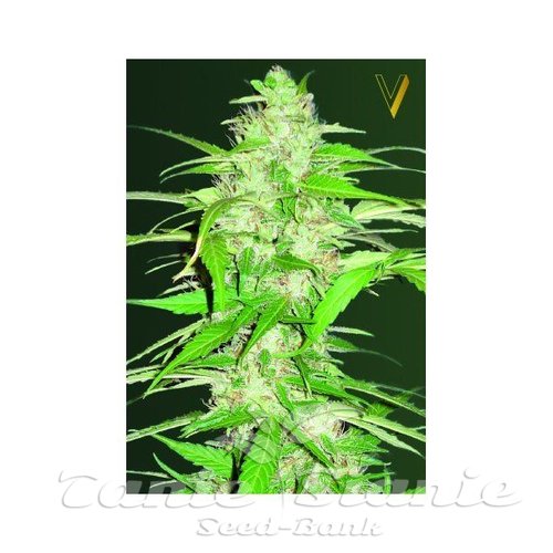 Nasiona Marihuany Auto Ultra Power Plant - Victory Seeds
