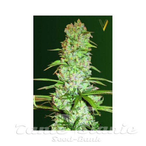 Nasiona Marihuany White Russian XXL - Victory Seeds