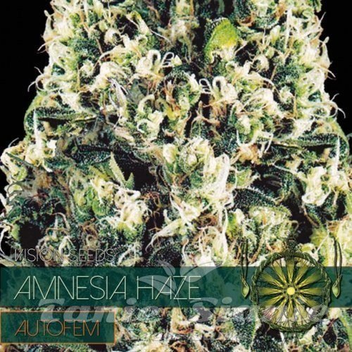 Nasiona Marihuany Amnesia Haze Auto - Vision Seeds