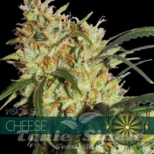 Nasiona Marihuany Cheese - Vision Seeds