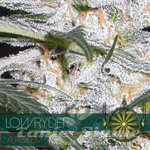 Nasiona Marihuany Lowryder Auto - Vision Seeds