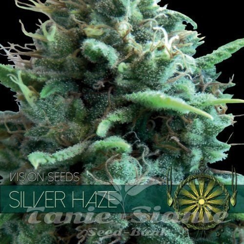 Nasiona Marihuany Silver Haze - Vision Seeds