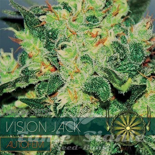 Nasiona Marihuany Vision Jack Auto - Vision Seeds
