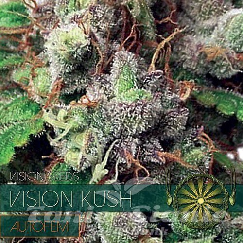 Nasiona Marihuany Vision Kush Auto - Vision Seeds