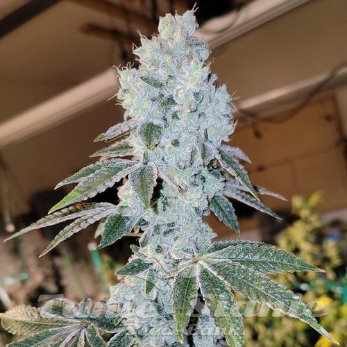 Voila Auto - ETHOS GENETICS