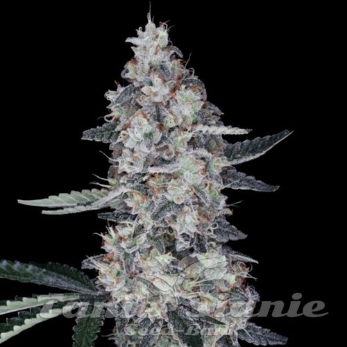 Nasiona Marihuany Watermelon Man Auto - DNA GENETICS