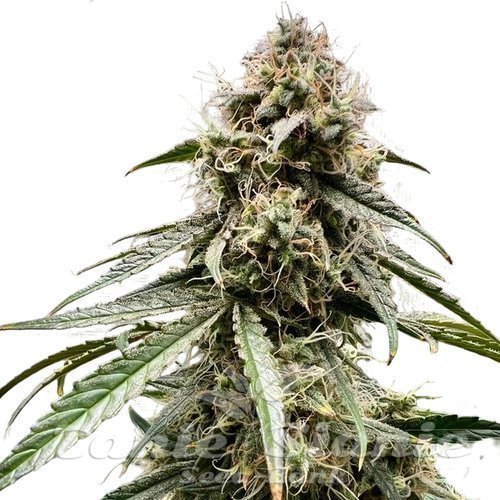 Wedding Cake Auto - ATLAS SEEDS