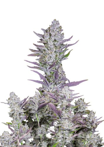 Nasiona Marihuany Wedding Glue Auto - FASTBUDS