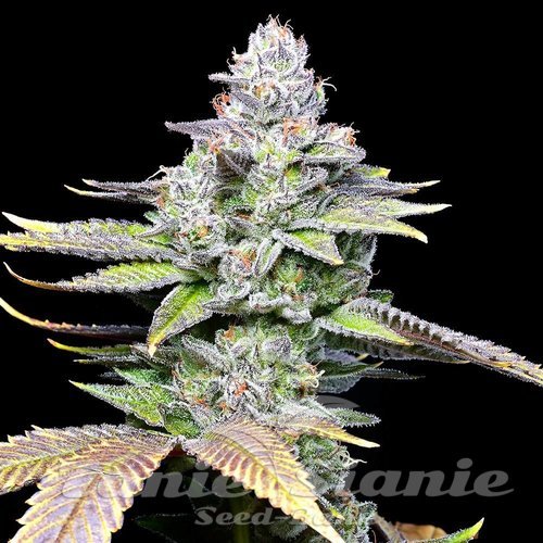 Wet Wet - COOKIES SEEDS