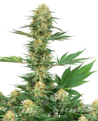 Nasiona Marihuany Gelato #420 - WHITE LABEL